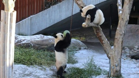 Copenhagen zoo comes up with new strategy to mate its pandas
