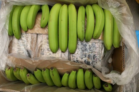 Traffickers often try to stash drugs in crates of bananas and other fruits 