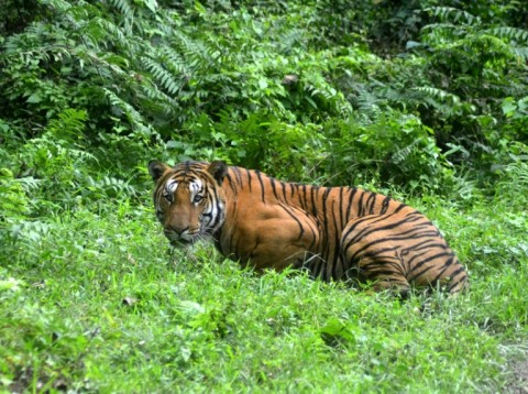 The largest of all cats, tigers once roamed throughout central, eastern and southern Asia