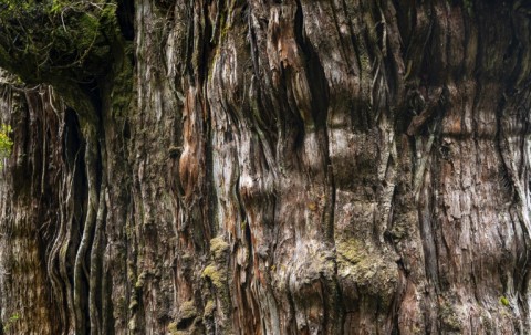 Detail of the bark of the Great Grandfather Patagonian cypress in southern Chile believed to be the oldest tree in the world