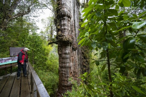 Antonio Lara, a researcher at Austral University, studies the 5,000-year-old Great Grandfather Fitzroya tree