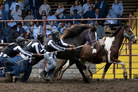 Angola Prison inmates participate in the Wild Horse Racing event, attempting to subdue a horse long enough to mount and ride it