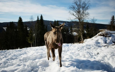 A moose calf runs through the snow at a farm in Duved, Sweden in March