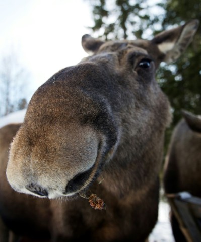 A moose cow eats at a moose farm in Duved, Sweden