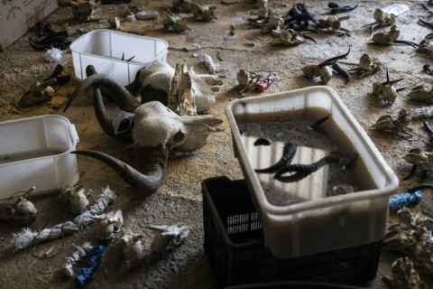 Taxidermy firms employ about 6,000 people in South Africa 