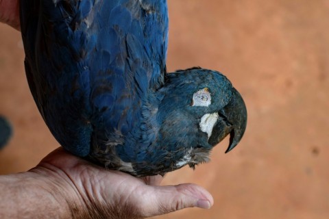 A Lear's macaw (Anodorhynchus leari) was electrocuted after flying into a power grid close to Brazil's Canudos Wind Energy Complex
