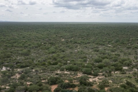 The discovery of bodies buried in the 325-hectare (800-acre) Shakahola forest shocked Kenyans