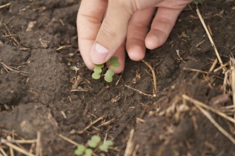 Canola plants sprout in fields belonging to Canadian farmer Rob Stone, who has moved up his seeding time to protect plants from the June heat