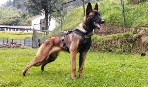 Wilson trained with the Colombian military since he was a puppy 