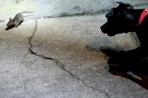 Rowdy chases a rat in the Adams Morgan neighborhood of Washington, DC, on June 3, 2023