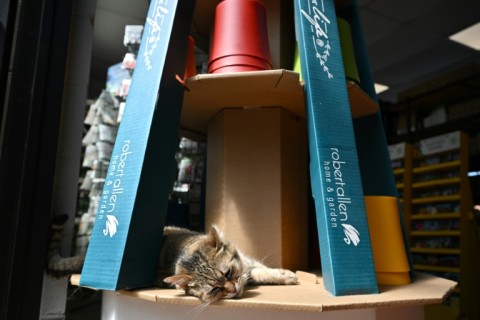 Deadly hunter Rue the cat is seen inside the gardening center in Alexandria, Virginia, where she helps keep the rodent population at bay on June 1, 2023