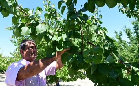 An automated drip-irrigation system lets farmers like Jose Penalver limit water use to what is strictly necessary