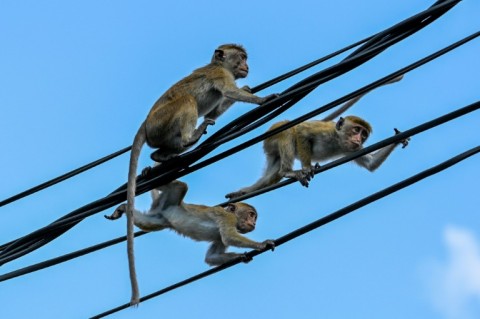 Bankrupt Sri Lanka's government said it was scrapping plans to export around 100,000 endangered monkeys to China