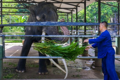 A Thai keeper feeds elephant Muthu Raja in an enclosure at Dehiwala Zoo in Colombo on June 30, 2023
