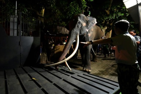 Sri Lankan keepers lead elephant Muthu Raja into a cage before departure from Colombo