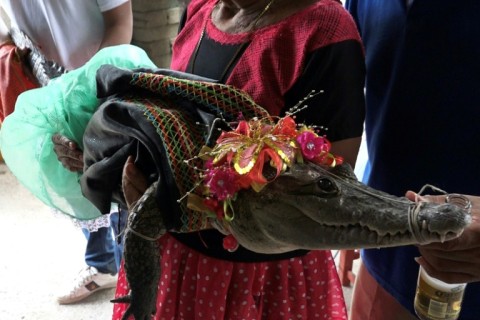 Dressed to the nines, the female alligator is taken house to house to celebrate her impending nuptials 