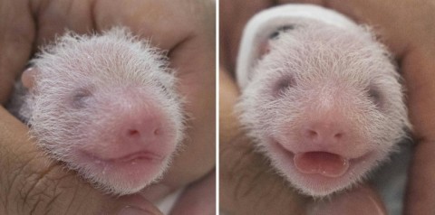 The two females were the first panda twins to be born in South Korea