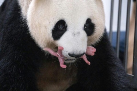 Giant panda Ai Bao gently holds one of her newly born female twin pandas in her mouth