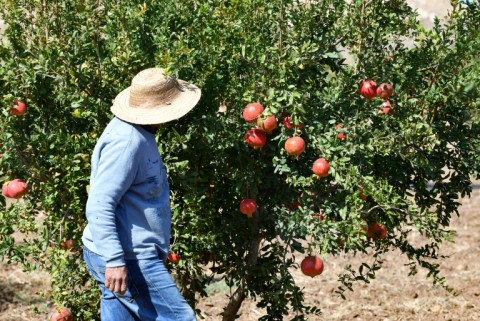 Farming Indaba | Young farmers fuel agricultural shift - eNCA