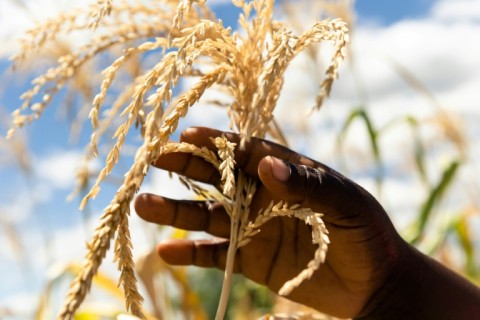 Farmers get Asia boost, but platteland profit plummet