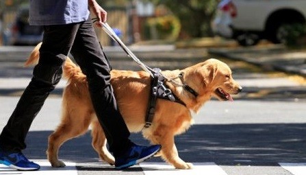 WATCH | Guide dogs rock shades to raise awareness - eNCA