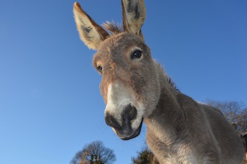 File: Donkeys reproduce slowly and do not handle stress well, and activists have raised fears that populations could be wiped out in east Africa in a matter of years.