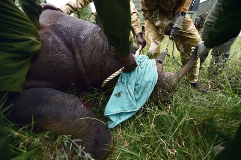 File: Dehorning is controversial, especially as it makes male rhinos vulnerable in fights.
