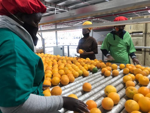 SA overtakes Spain as largest citrus exporter