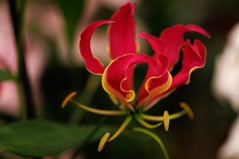 A macro shot of a Gloriosa superba 'Rothschildiana'. Dan Kitwood/Getty Images