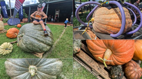 Goliat van Gat-fees droom steeds oor 1 ton-pampoen - eNCA