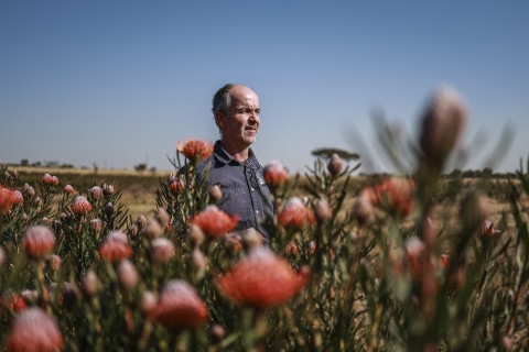 Protea flower grower Nico Thuynsma poses for a photograph next to one of the Protea flower species growing at his fam in Cullinan. AFP/Phill Magakoe.jpg