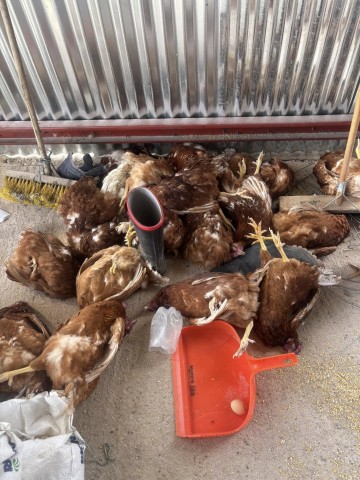 Kuhlula Ndhima, at the age of 40, she walked away from her thriving law practice and swapped out legal documents for farming boots/ Kuhlula Ndhima Facebook