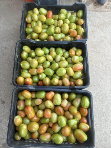 Today, on her 36-hectare Ndhima Farm Holdings in Tzaneen, Limpopo, Kuhlula grows mangoes, oranges, macadamia nuts, tomatoes, and green peppers / Kuhlula Ndhima Facebook 