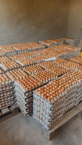 Kuhlula Ndhima, she also runs a poultry business with nearly 5,000 hens, a business venture that keeps her farm’s cash flow steady/ Kuhlula Ndhima facebook