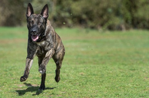 Dutch Shepherds can track down even the smallest amounts of explosives. Boris Roessler/dpa Picture-Alliance via AFP