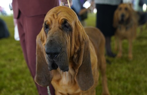 Bloodhounds have exceptional sense of smell. AFP/Timothy A Clary