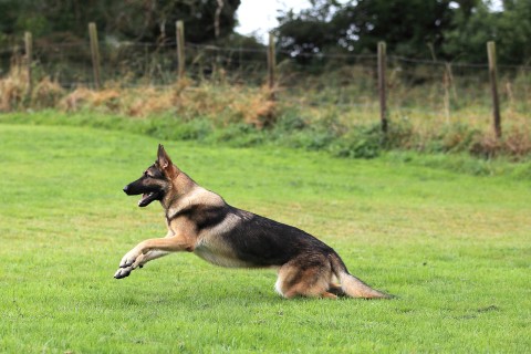 A German Shepherd dog running in a garden. Eric Guilloret/Biosphoto via AFP