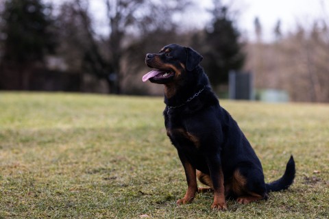 Rottweilers are excellent for guarding and patrol. Philipp von Ditfurth/dpa Picture-Alliance via AFP