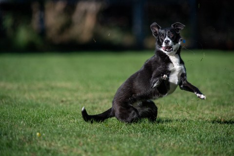 Border Collies are useful for specialised detection work and search operations. Jason Whitman/NurPhoto via AFP