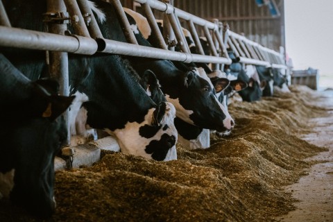 Hope for farmers as SA produces locally made foot-and-mouth disease vaccine