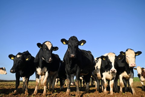 Government receives more FMD vaccines