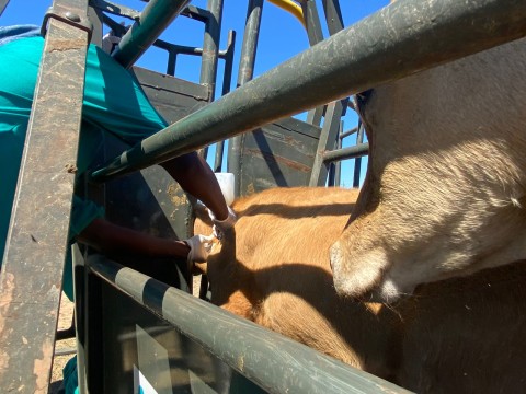 Government accelerates FMD vaccine distribution