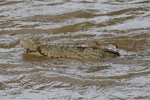 Police Officer Lowered Into Crocodile-Infested River to Retrieve Human Remains — image 2