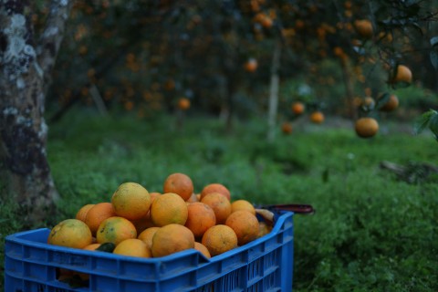 Heartbreak for Limpopo citrus farmers as floods wipe out crops