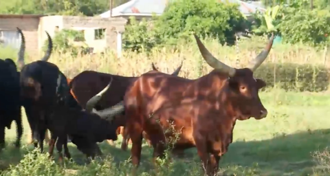 Luxury meets tradition in colourful Limpopo