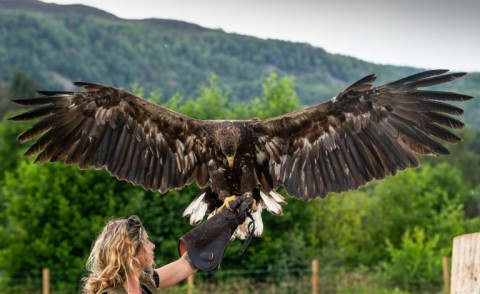 Daisy Ames from Rothiemurchus Falconry holds a Sea Eagle on her arm 