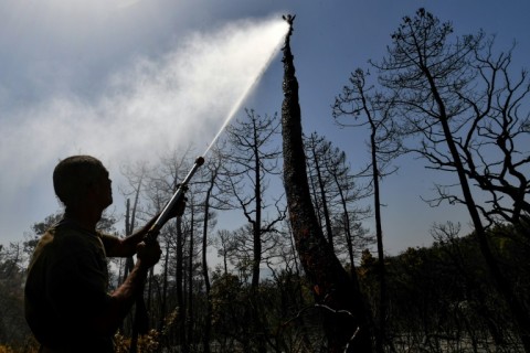 Tunisia and other parts of North Africa have experienced wildfires during a scorching heatwave