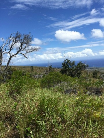 This undated handout photo provided by Carla D'Antonio shows invasive molasses grass (Melinis minutiflora) filling in spaces between remnant native shrubs and trees in burned areas of Hawaii Volcanoes National Park
