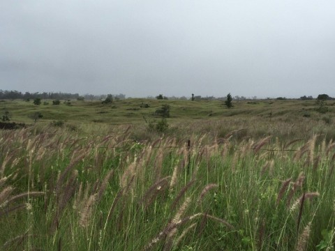 This undated handout photo provided by Carla D'Antonio shows fountain grass (cenchrus setaceum) covering large areas of the kona side of Hawai'i island