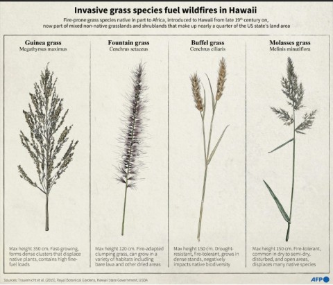 Invasive grass species fuel wildfires in Hawaii